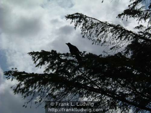The Call of the Crow